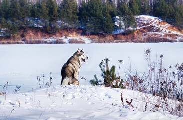 malamute dog sits on the banks of a frozen river in the snow in winter