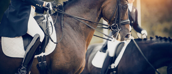 Equestrian sport. Dressage of horses in the arena.