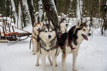 working sled dogs husky in harness at work in winter
