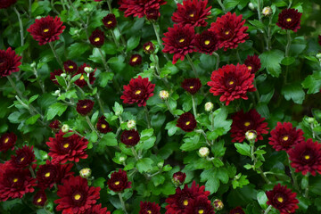 Aster flowers. Aster amellus blossom. European michaelmas daisy bloom. Beautiful fresh chrysanthemum flowers. Autumn nature. Garden plant.