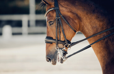 Portrait sports red stallion in the double bridle.