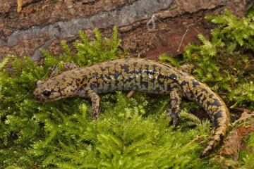 Close up of a colorful Japanese streamside or Hondo salamander , Hynobius kimurae , endemic to Japan