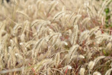 Fototapeta premium 夕陽に輝くエノコログサ