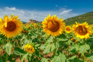 girasoles