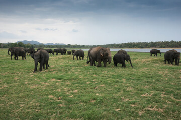 Fototapeta na wymiar Amazing group of asian elephants at Minneriya Nattional park in Sri Lanka. Beautiful green landscape with a lake