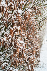 A selective focus shot of snow-covered trees in a row