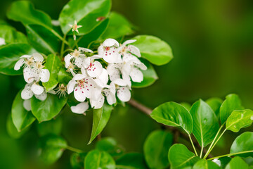 spring background. White flowers in green leaves . Blooming pear.