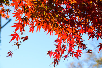 綺麗なもみじ 赤い 秋 鮮やかな紅葉 オレンジ 優美