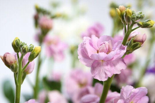 「Mathiola」の写真素材 | 2,342件の無料イラスト画像 | Adobe Stock