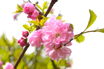 Branch of blossoming sakura growing under sunlight in the Primorsky krai in spring.