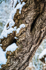 A vertical shot of a snow-covered tree bark