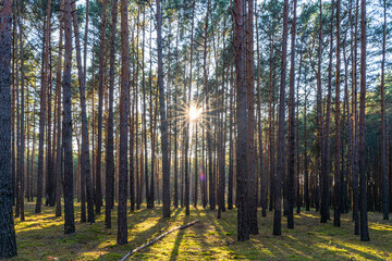 Sun rays fall into a pine forest and create a harmonious lighting atmosphere