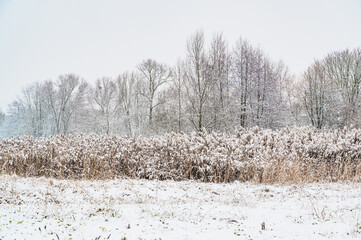 A closeup shot of a snow-covered field with dry tall sunflowers