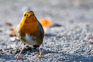 European robin (Erithacus rubecula) looking for food in city park