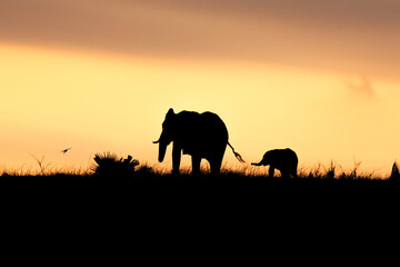 Fototapeta na wymiar Silhouettes of two elephants at sunset; Murchison Falls National park, Uganda