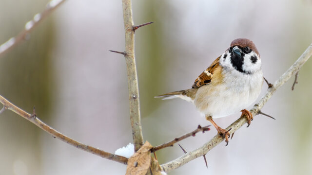 Eurasian tree sparrow (Passer montanus) resting on the branch during winter snows. - Powered by Adobe