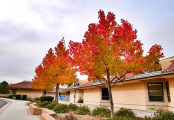 Beautiful colour trees in fall season Paso Robles, California, USA