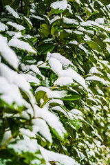 A selective focus shot of snow-covered bushes