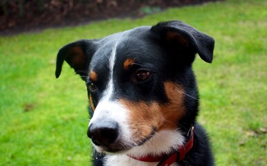 black and white dog