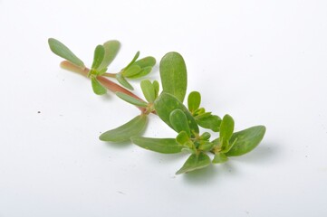 Wild purslane on a white background