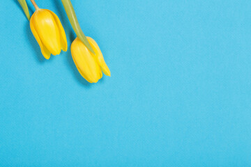 Fototapeta na wymiar two yellow tulips on blue background