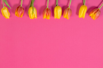 red and yellow tulips on pink background