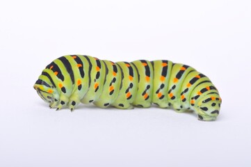 Swallowtail caterpillar on a white backgroung