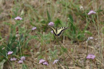 A European swallow tail, Papilio machaon enjoying sipping nectar from scabious flowers in the Gard, France