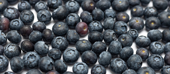 Background from black berries on a white background.