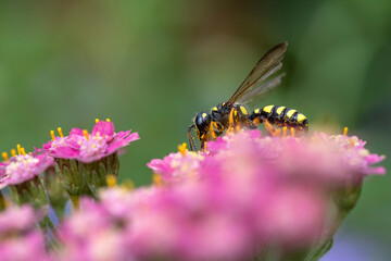 Closeup of a Cerceris Arenaria on pink Achilliea