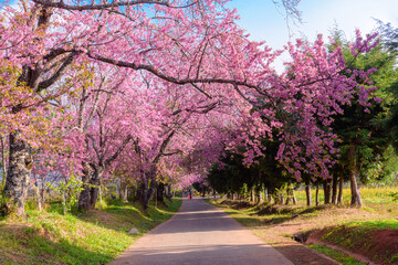 Blossom of Wild Himalayan Cherry flower.