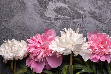 Paionies flowers isolated on grey background. Space for text.