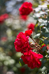 Red roses as a natural and holidays background. Red roses bunch in the garden.