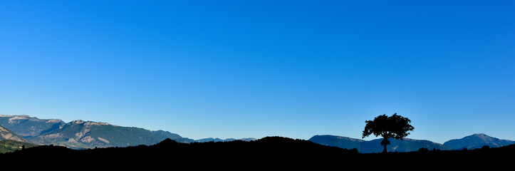 Silhouette d'arbre solitaire à l'aube. Arrière-plan de collines et de ciel bleu sans nuages....
