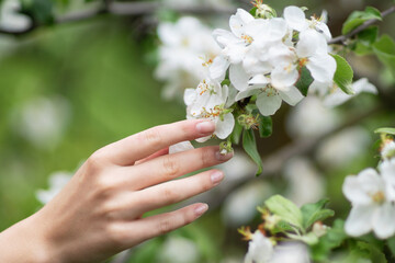 Hand touches a blossoming apple tree branch.