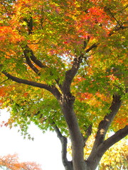 モミジの紅葉と青空