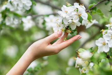 Hand touches a blossoming apple tree branch.
