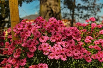 Pink flowers Aster novae-angliae 