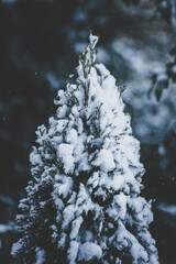 verschneiter Buxbaum Wipfel im Winter bei stimmungsvollen Licht