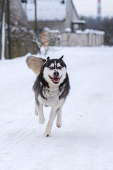 Portrait of a Siberian husky running in the snow.