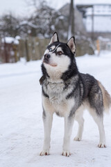 Portrait of a Siberian husky outdoors close-up.
