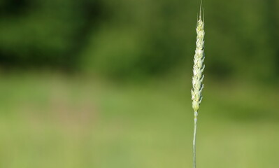 close up of wheat