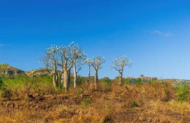 Fototapeten Group of blooming baobab trees in Madagascar © Picturellarious