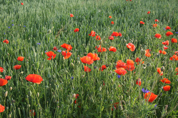 Red poppy among the field grasses in summer. Beautiful wildflowers. Untouched nature.