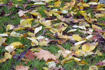 Laub auf einer Wiese