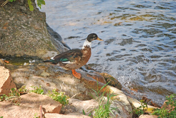 
duck on the shore waiting to enter the water