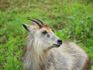 二ホンカモシカ・７月・秋田市