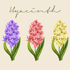 Set of Different colored Hyacinthus orientalis, Hyacinth Flower Botanical Colourful vector illustrations
