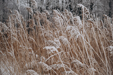 Fototapeta premium reeds in snow on the lake in winter