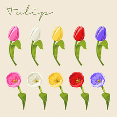 Set of Different colored Tulipa gesneriana, Tulip Flower Botanical Colourful vector illustrations in different angles